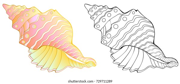 Colorful and black and white pattern of sea shell, vector cartoon image.