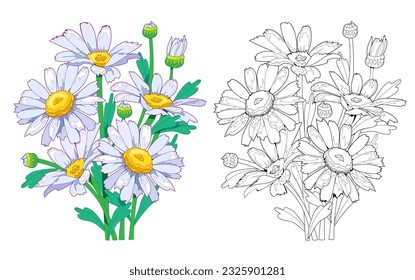 Colorful and black and white template for coloring. Illustration of a garden daisies. Draw the greeting card with flowers. Worksheet for coloring book for children and adults. Flat cartoon vector.