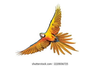 Colorful Blue and gold macaw parrot flying isolated on white background. Vector illustration