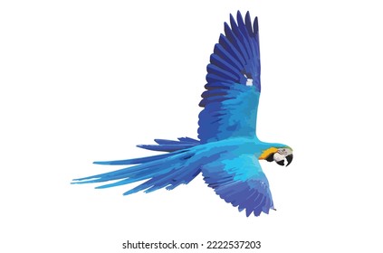 Colorful Blue and gold macaw parrot flying isolated on white background. Vector illustration