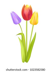 Colorful bouquet with three tulips of pink purple and yellow color vector illustration of spring tulips blooming plants isolated on white background