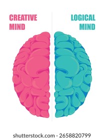 Cérebro colorido dividido ao meio mostrando lado rosa criativo e lado azul lógico. Perfeito para conceitos de educação, psicologia ou equilíbrio mental e inteligência humana.