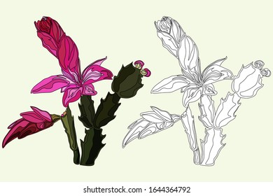 Colorful bright vector illustration in the form of a decorative cactus flower is drawn with a contour. Hand drawing in the form of a contour for the possibility of self-painting.