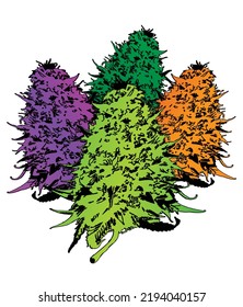 Colorful Bud Cannabis Plant Ganja Vector