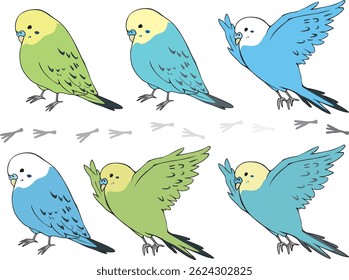 Colorful budgerigar birds in various colors