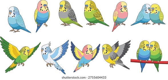 Colorful budgerigar parakeet cartoon vector illustration set with flying, perched, standing birds, diverse plumage patterns, cheerful companion design