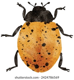 Colorful  bug watercolor painting, beetle ,illustration