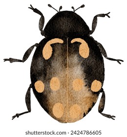 Colorful  bug watercolor painting, beetle ,illustration