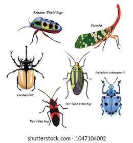 Colorful bugs drawing vector by illustration