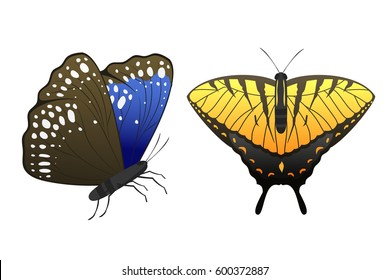 Colorful butterflies with abstract decorative pattern summer free fly present silhouette and beauty nature spring insect decoration. vector illustration.