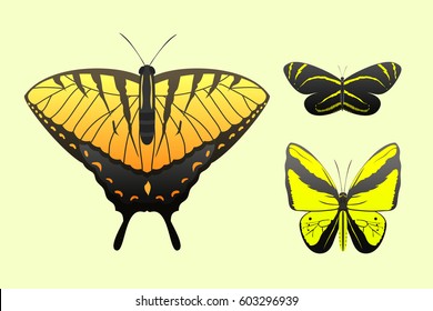 Colorful butterflies with abstract decorative pattern summer free fly present silhouette and beauty nature spring insect decoration. vector illustration.