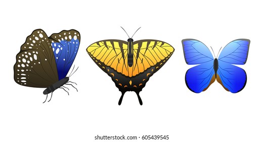 Colorful butterflies with abstract decorative pattern summer free fly present silhouette and beauty nature spring insect decoration. vector illustration.