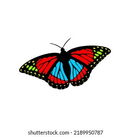 colorful butterflies for posters, logos or content