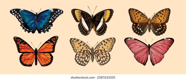 Colorful butterflies in various patterns. Butterflies with vibrant colors. Patterns on butterflies show diversity. Vibrant butterfly patterns displayed. Aesthetic illustration vector set.