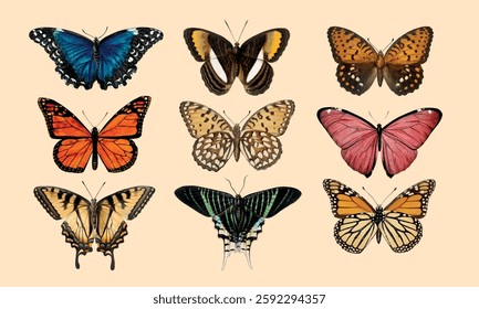 Colorful butterflies with vibrant wings. Butterflies in various hues. Detailed butterfly illustrations showcase diverse butterfly patterns. Aesthetic illustration vector set.