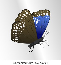 Colorful butterfly with abstract decorative pattern summer free fly present silhouette and beauty nature spring insect decoration. vector illustration.
