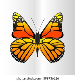 Colorful butterfly with abstract decorative pattern summer free fly present silhouette and beauty nature spring insect decoration. vector illustration.
