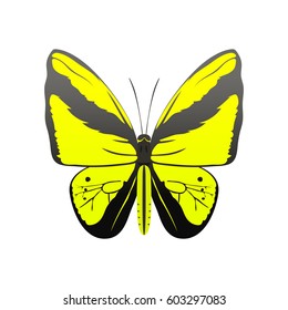 Colorful butterfly with abstract decorative pattern summer free fly present silhouette and beauty nature spring insect decoration. vector illustration.