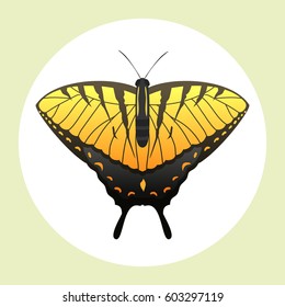 Colorful butterfly with abstract decorative pattern summer free fly present silhouette and beauty nature spring insect decoration. vector illustration.