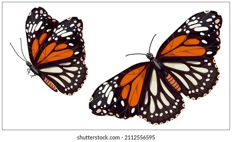 Colorful butterfly admiral.Cartoon vector graphic.