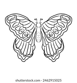 Colorful Butterfly art print poster,Butterfly wall decor.Set of realistic vector butterfly.Collection of vintage elegant illustrations of butterfly.Clip art.Design element for your project.line art