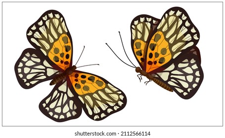 Colorful butterfly forest nacre.Cartoon vector graphic.