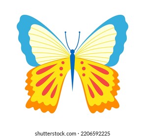 Colorful butterfly insect. Vector illustration