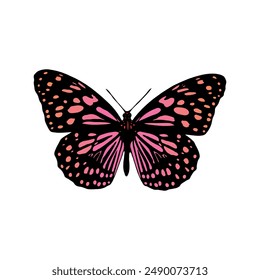 Colorful butterfly on the white background