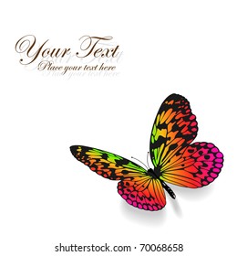 Colorful butterfly on white background.