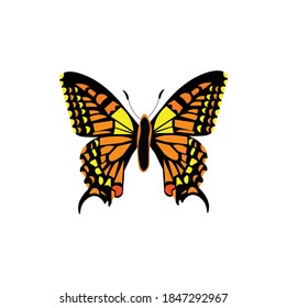 Colorful Butterfly Top Shot Vector Illustration on white background