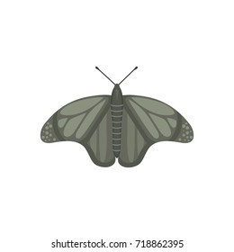 colorful Butterfly Vector Design Illustration. summer insect