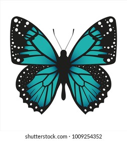 Colorful butterfly . Vector illustration