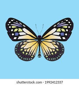 colorful butterfly vector illustration - background design