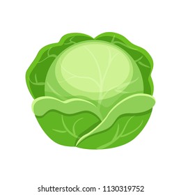 Colorful cabbage vector illustration isolated on white background.