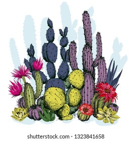 Colorful cactus plants with flowers. Hand drawn vector on white background.