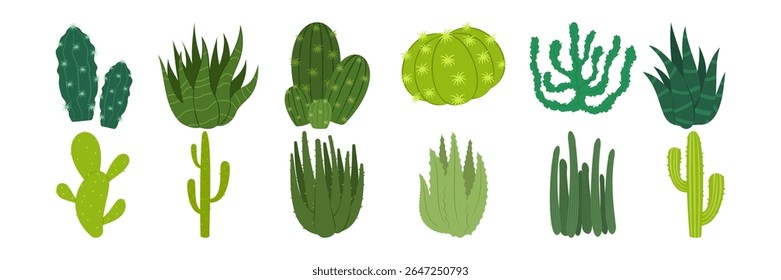 Colorful cactus and succulent plant illustrations on white background. Flat set