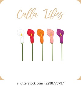 colorful calla lily flowers hand drawing vector illustration