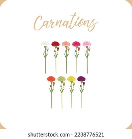 colorful carnation flowers set hand drawing vector illustration