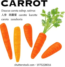 Colorful carrots vector illustration.Texts means carrot in sevral language.