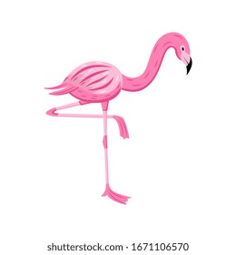 Colorful cartoon flamingo looking down standing on one leg - pink tropical bird isolated on white background. Cute exotic animal vector illustration.