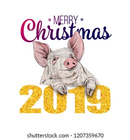 Colorful cartoon pig holding 2019 year chinese symbol. Farm animal vector illustration 