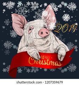 Colorful cartoon pig holding red ribbon. 2019 year chinese symbol. Farm animal vector illustration