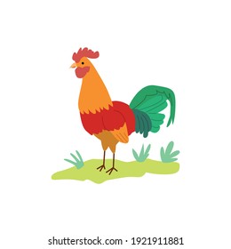 Colorful cartoon rooster standing on green grass - flat vector illustration isolated on white background. Farm animal bird drawing - vector illustration.