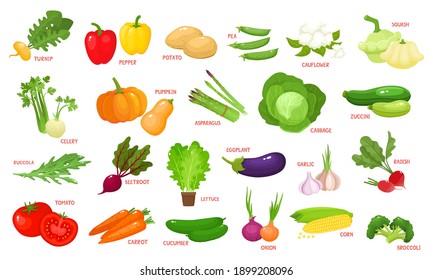 Colorful cartoon vegetables icons isolated on white. Vector illustration of fresh organic meal with label used for magazine, book, poster, card, menu cover, web pages.