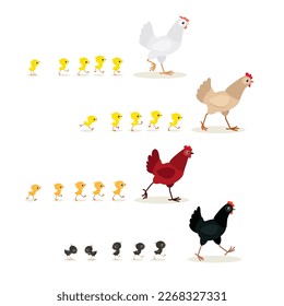 Colorful cartoon walking chickens set. Black, brown, red and white hens with chicks. Vector illustration isolated on white background. For web, app, print, banner, poster, greeting card and more 