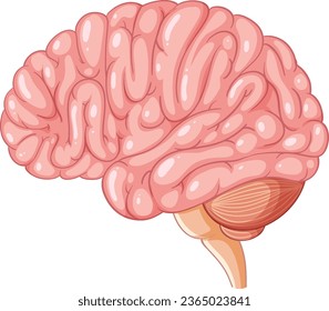 Colorful cartoon-style illustration depicting the anatomy of the human brain