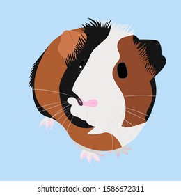 Colorful cavy on blue background. Vector Illustration of cavy.