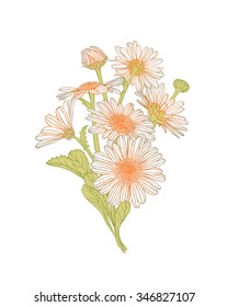 Colorful chamomile flowers bouquet