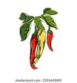 Colorful chili peppers on branch with leaves, sketch vector illustration isolated on white background. Hand draw hot and spicy peppers. Hot and spicy food drawing.