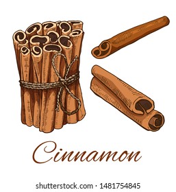 Colorful Cinnamon hand drawn set. Including  Tied bunch of Cinnamon sticks and single stick. Retro botanical line art. Medical herb and spice. Herbal vector illustration isolated on white background